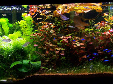 Rated #5: 50 Gallons Planted Tank - 4 Foot 50 Gallon Tropical community tank. Rated #5: 50 Gallons Planted Tank - 4 Foot 50 Gallon Tropical community tank.