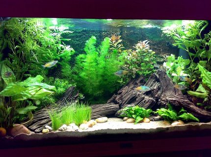 Rated #7: 30 Gallons Planted Tank - Tank as of 26/11/07 Rated #7: 30 Gallons Planted Tank - Tank as of 26/11/07