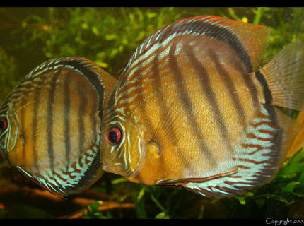 422 gallons planted tank (mostly live plants and fish) - My discus fish, Green Tefe, wildcaught 422 gallons planted tank (mostly live plants and fish) - My discus fish, Green Tefe, wildcaught