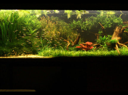 422 gallons planted tank (mostly live plants and fish) - My tank now, re-scaped (a bit) for Discus fish 422 gallons planted tank (mostly live plants and fish) - My tank now, re-scaped (a bit) for Discus fish