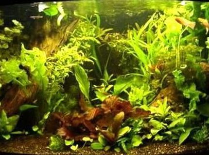 350 gallons planted tank (mostly live plants and fish) - A SMALL SLICE OF NATURE 350 gallons planted tank (mostly live plants and fish) - A SMALL SLICE OF NATURE