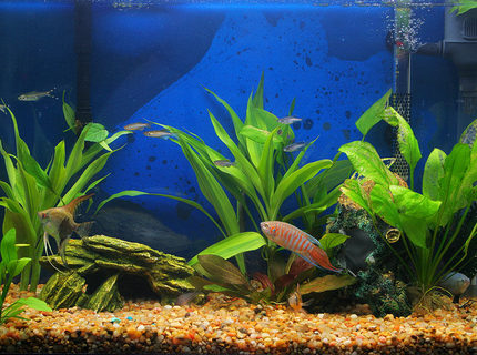 45 gallons planted tank (mostly live plants and fish) - My whole tank... 45 gallons planted tank (mostly live plants and fish) - My whole tank...