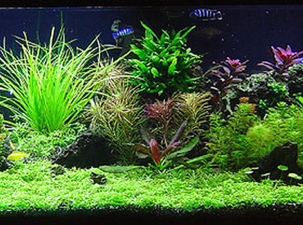 Rated #2: 125 Gallons Planted Tank - Malawi Redux Rated #2: 125 Gallons Planted Tank - Malawi Redux