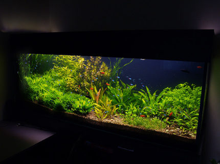 190 gallons planted tank (mostly live plants and fish) - aquarium update, it looks now. It is 4 month after set up. 190 gallons planted tank (mostly live plants and fish) - aquarium update, it looks now. It is 4 month after set up.