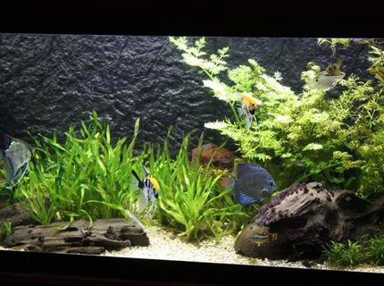 350 gallons planted tank (mostly live plants and fish) - other snap of my tank 350 gallons planted tank (mostly live plants and fish) - other snap of my tank