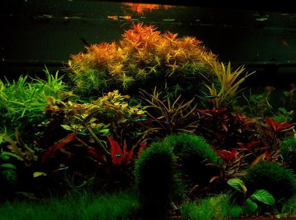 Rated #3: 75 Gallons Planted Tank - 48"Lx21Wx18H
JBJ DX 48" 260 WATT
Fluval 404 Cannister
350W heater
DIY fertilizers
Pressurized Co2 Rated #3: 75 Gallons Planted Tank - 48"Lx21Wx18H
JBJ DX 48" 260 WATT
Fluval 404 Cannister
350W heater
DIY fertilizers
Pressurized Co2