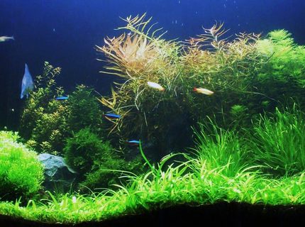 Rated #6: 80 Gallons Planted Tank - South American theme Rated #6: 80 Gallons Planted Tank - South American theme