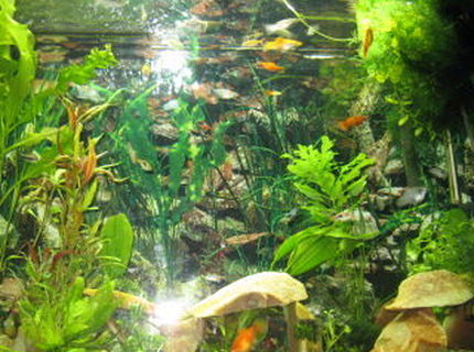 45 gallons planted tank (mostly live plants and fish) - Freshwater, Planted 45 gallon tank 45 gallons planted tank (mostly live plants and fish) - Freshwater, Planted 45 gallon tank