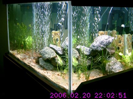 160 gallons planted tank (mostly live plants and fish) - 45 days in new plants added 160 gallons planted tank (mostly live plants and fish) - 45 days in new plants added