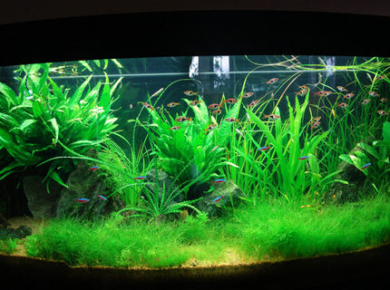 Rated #8: 64 Gallons Planted Tank - planted tank Rated #8: 64 Gallons Planted Tank - planted tank