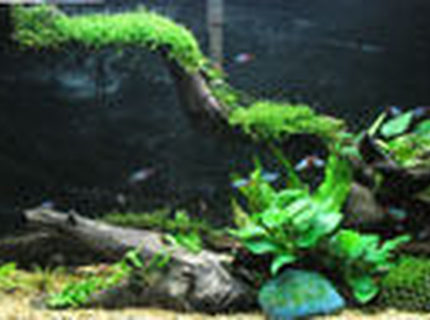 67 gallons planted tank (mostly live plants and fish) - my neon tetra tank. 67 gallons planted tank (mostly live plants and fish) - my neon tetra tank.