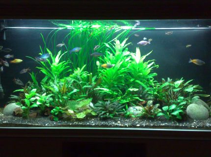 95 gallons planted tank (mostly live plants and fish) - 5 ft tank 95 gallons planted tank (mostly live plants and fish) - 5 ft tank