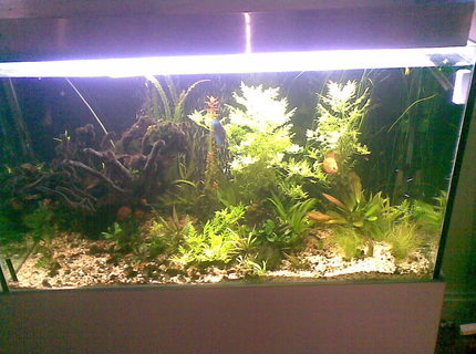 400 gallons planted tank (mostly live plants and fish) - plated discus tank 3 months 400 gallons planted tank (mostly live plants and fish) - plated discus tank 3 months