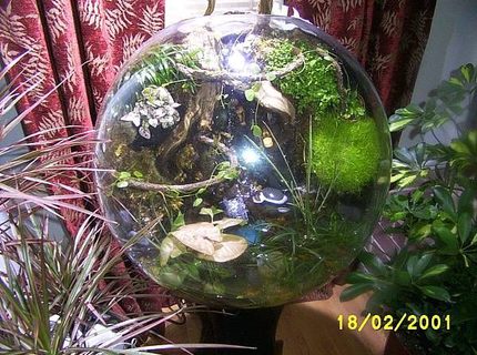 1 gallon planted tank (mostly live plants and fish) - bog aquarium, emersed and submersed zones, wild type guppies, seven years without a water change, no water movement (pumps), no heater, relies on humidic distribution of nutrients to emersed zone and capillary action of the wood back wall. the root system in the substrate (flourite gravel and laterite mix) is so dense it oxygenates the substrate and prevents rot in this uncirculated aquarium in a very unique 24 inch sphere. watch "globe ecosystem" on youtube for details 1 gallon planted tank (mostly live plants and fish) - bog aquarium, emersed and submersed zones, wild type guppies, seven years without a water change, no water movement (pumps), no heater, relies on humidic distribution of nutrients to emersed zone and capillary action of the wood back wall. the root system in the substrate (flourite gravel and laterite mix) is so dense it oxygenates the substrate and prevents rot in this uncirculated aquarium in a very unique 24 inch sphere. watch "globe ecosystem" on youtube for details