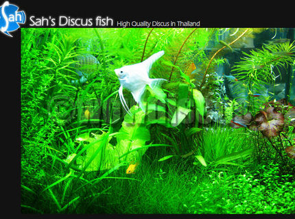 50 gallons planted tank (mostly live plants and fish) - I love it! wowaquarium at wowdiscus fish farm 50 gallons planted tank (mostly live plants and fish) - I love it! wowaquarium at wowdiscus fish farm