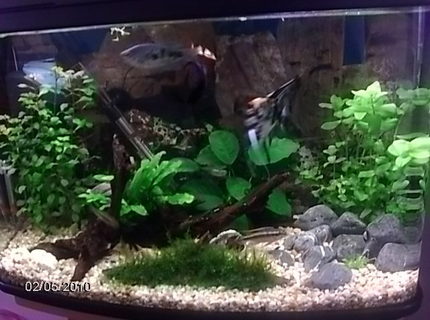 17 gallons planted tank (mostly live plants and fish) - . 17 gallons planted tank (mostly live plants and fish) - .
