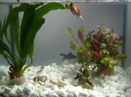 4 gallons planted tank (mostly live plants and fish) - My first tank! 4 gallons planted tank (mostly live plants and fish) - My first tank!