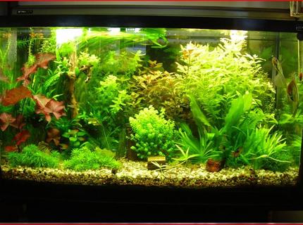 50 gallons planted tank (mostly live plants and fish) - just another pic 50 gallons planted tank (mostly live plants and fish) - just another pic