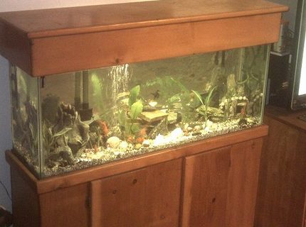 45 gallons planted tank (mostly live plants and fish) - my families 45 45 gallons planted tank (mostly live plants and fish) - my families 45