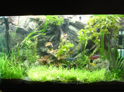 105 gallons planted tank (mostly live plants and fish) - My planted African cichlid tank 105 gallons planted tank (mostly live plants and fish) - My planted African cichlid tank