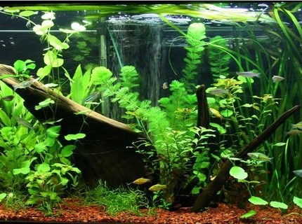 95 gallons planted tank (mostly live plants and fish) - 1 month old Asian/rainbow fish tank. Plants are growing nicely 95 gallons planted tank (mostly live plants and fish) - 1 month old Asian/rainbow fish tank. Plants are growing nicely