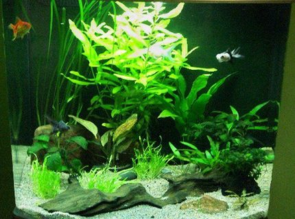 19 gallons planted tank (mostly live plants and fish) - This has been my holiday project, re-designing my fish tank which I have had for about 3 years. 19 gallons planted tank (mostly live plants and fish) - This has been my holiday project, re-designing my fish tank which I have had for about 3 years.
