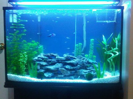 45 gallons planted tank (mostly live plants and fish) - Tank size: 36x12x23
36" T5 lighting with black fixture. (blue and white florescent bulb)
Fluval 304 Filter, Stealth Pro Submersible Heater, LED air wand,
Live plants and rocks 45 gallons planted tank (mostly live plants and fish) - Tank size: 36x12x23
36" T5 lighting with black fixture. (blue and white florescent bulb)
Fluval 304 Filter, Stealth Pro Submersible Heater, LED air wand,
Live plants and rocks
