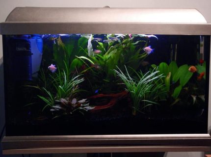 13 gallons planted tank (mostly live plants and fish) - My Tank :) 13 gallons planted tank (mostly live plants and fish) - My Tank :)