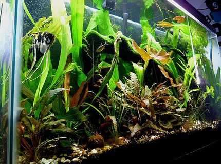 38 gallons planted tank (mostly live plants and fish) - My 38 gallon all-glass planted tank. It's about 2 years old. I added a Co2 system three months ago. Plants are going crazy. 38 gallons planted tank (mostly live plants and fish) - My 38 gallon all-glass planted tank. It's about 2 years old. I added a Co2 system three months ago. Plants are going crazy.