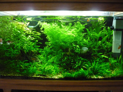 45 gallons planted tank (mostly live plants and fish) - 150L Fresh water planted community 45 gallons planted tank (mostly live plants and fish) - 150L Fresh water planted community