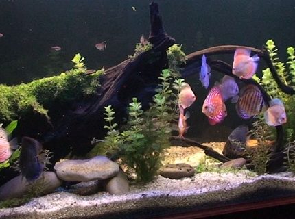 209 gallons planted tank (mostly live plants and fish) - Planted Discus Tank 209 gallons planted tank (mostly live plants and fish) - Planted Discus Tank