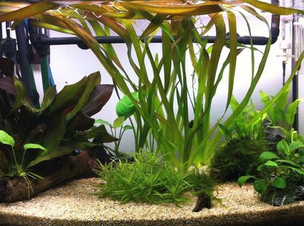 18 gallons planted tank (mostly live plants and fish) - 3 month old fishtank 18 gallons planted tank (mostly live plants and fish) - 3 month old fishtank