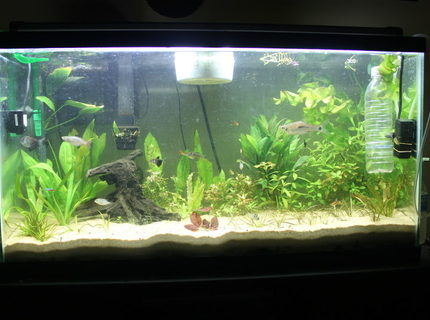 38 gallons planted tank (mostly live plants and fish) - the jungle 38 gallons planted tank (mostly live plants and fish) - the jungle