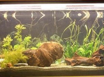 45 gallons planted tank (mostly live plants and fish) - New setup 45 gallons planted tank (mostly live plants and fish) - New setup