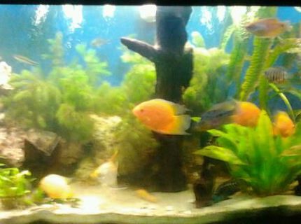 210 gallons planted tank (mostly live plants and fish) - 125gal SA/CA FISH AND A LOT OF PLANTS AND WOOD AND ROCK 210 gallons planted tank (mostly live plants and fish) - 125gal SA/CA FISH AND A LOT OF PLANTS AND WOOD AND ROCK