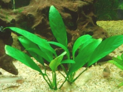 66 gallons planted tank (mostly live plants and fish) - Just one the sword plants I have in the tank. I only have one artificial plant. Pretty pleased that I've been able to keep my plants alive and growing!! I think its the T-5 corallife light. 66 gallons planted tank (mostly live plants and fish) - Just one the sword plants I have in the tank. I only have one artificial plant. Pretty pleased that I've been able to keep my plants alive and growing!! I think its the T-5 corallife light.