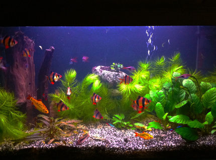 26 gallons planted tank (mostly live plants and fish) - my tank 26 gallons planted tank (mostly live plants and fish) - my tank