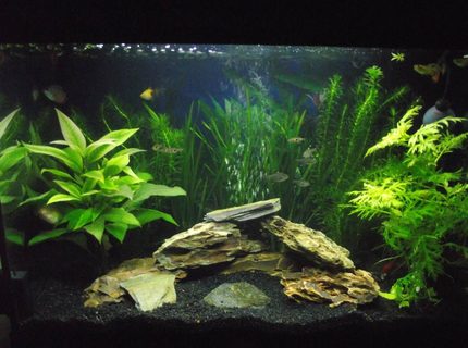 16 gallons planted tank (mostly live plants and fish) - This is my setup 16 gallons planted tank (mostly live plants and fish) - This is my setup