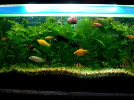 18 gallons planted tank (mostly live plants and fish) - All Live Plants Aquarium 18 gallons planted tank (mostly live plants and fish) - All Live Plants Aquarium