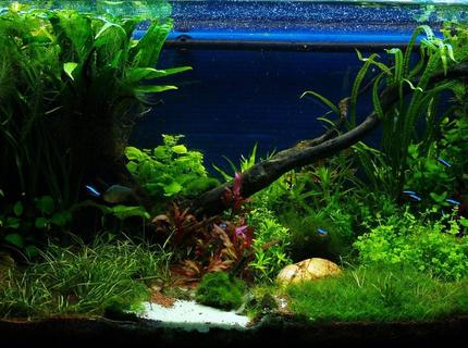 50 gallons planted tank (mostly live plants and fish) - front view 50 gallons planted tank (mostly live plants and fish) - front view