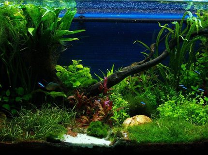 Rated #1: 50 Gallons Planted Tank - front view Rated #1: 50 Gallons Planted Tank - front view