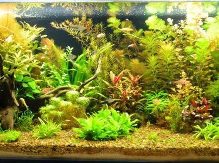 Rated #3: 44 Gallons Planted Tank - Planted Tank Rated #3: 44 Gallons Planted Tank - Planted Tank
