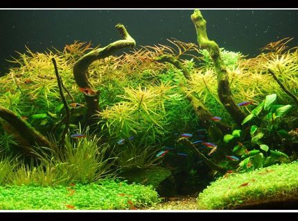 Rated #2: 45 Gallons Planted Tank - In Nature Rated #2: 45 Gallons Planted Tank - In Nature's Glory