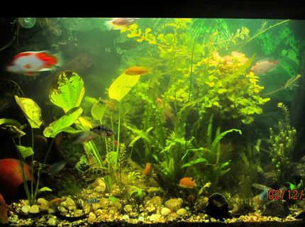 90 gallons planted tank (mostly live plants and fish) - updated with new plants 90 gallons planted tank (mostly live plants and fish) - updated with new plants