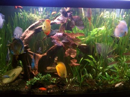 Rated #10: 155 Gallons Planted Tank - Planted Discuss Rated #10: 155 Gallons Planted Tank - Planted Discuss