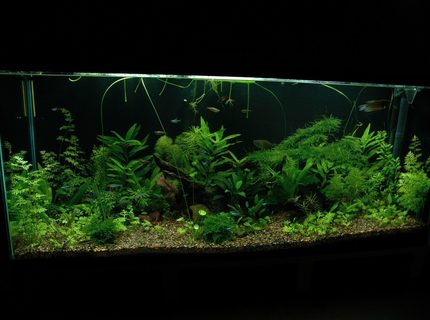 58 gallons planted tank (mostly live plants and fish) - This picture is taken at 6 weeks after tank setup. 58 gallons planted tank (mostly live plants and fish) - This picture is taken at 6 weeks after tank setup.