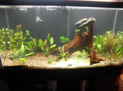 38 gallons planted tank (mostly live plants and fish) - newly setup coydoras tank. 38 gallons planted tank (mostly live plants and fish) - newly setup coydoras tank.