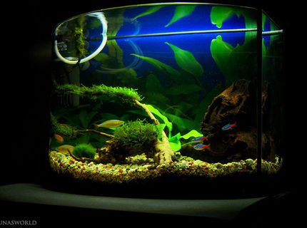 7 gallons planted tank (mostly live plants and fish) - My freshwater tank. 7 gallons planted tank (mostly live plants and fish) - My freshwater tank.
