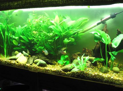52 gallons planted tank (mostly live plants and fish) - das tank 52 gallons planted tank (mostly live plants and fish) - das tank