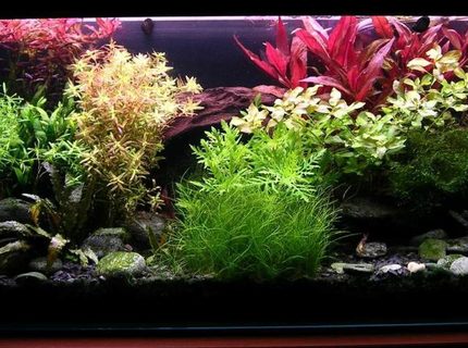 Rated #10: 36 Gallons Planted Tank - Colourfull water garden Rated #10: 36 Gallons Planted Tank - Colourfull water garden